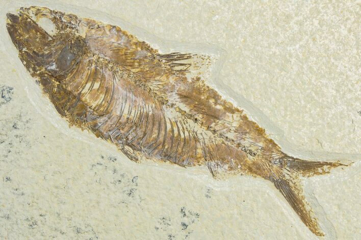 Detailed Fossil Fish (Knightia) - Wyoming #318358
